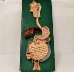 Esquema corte coronal del sistema digestivo Miniatura